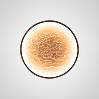 RODA Wall Light